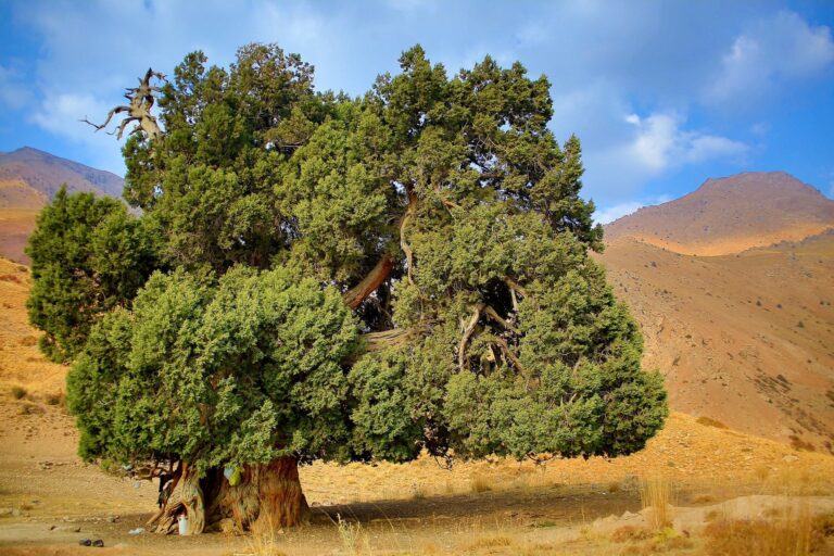 Cypress instead of thorns